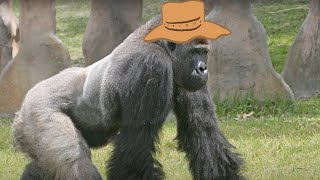 Western Lowland Gorilla