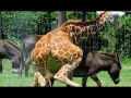 Donkey and Giraffe mating! (Animals Breeding)