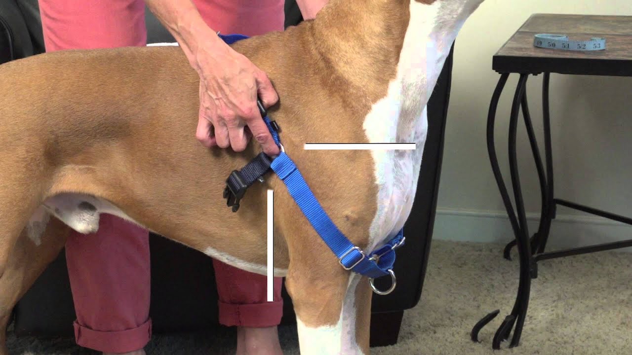 How to put on a pet Harness