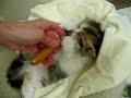 ADORABLE kitten doesn't want to be groomed...So CUTE!