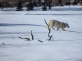 Wolves in Jackson Hole, Wyoming
