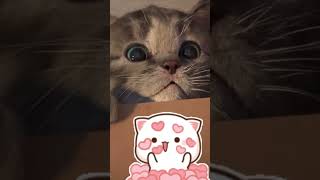 Animated Little Kitten Cute Kitten Cat Adventure  #Cartoonvideo #Cartoonsforkids