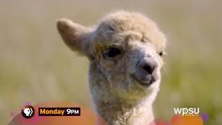 Pbs Program Break 2020 Wpsu