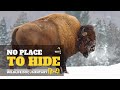 No place to hide - North America । हिन्दी डॉक्यूमेंट्री, Wildlife Documentary in hindi