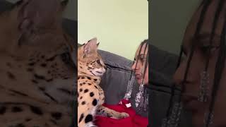 Meu Gatinho Manso