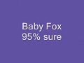 Baby Fox
