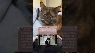 A Cat Named Gacek In Szczecin, Poland