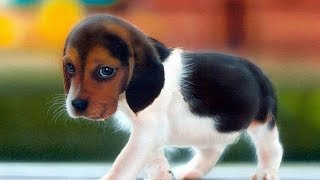 Top 10 Cutest Animals On the Planet