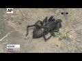 Panic in Northeast India Over Spider Invasion