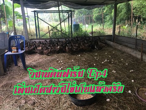 เก็บไข่เป็ดไข่ไก่ยามเช้าครับlวิมานดินฟาร์มEp.4