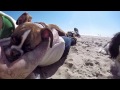 GoPro: Duncan The Two-Legged Pup