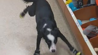 A Dog Tries On Shoes. Video Will Leave You In Sches