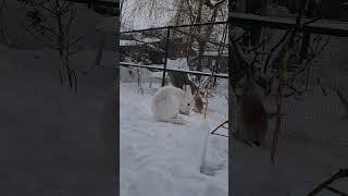 Уровень Спокойствия: Кнопа #Домзайца #Bunny #Hare #Wild #Cute