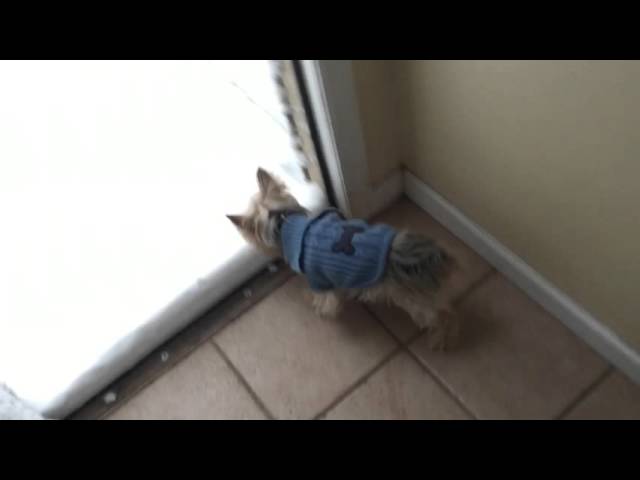 Little Dog Reacts To Snow Just Like The Rest Of Us - Video