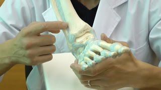 足関節，靭帯付モデル：動画