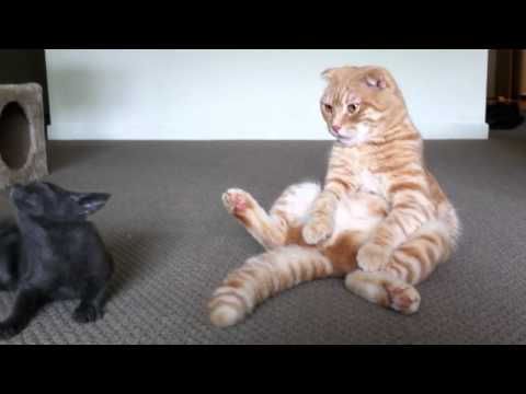 こんな猫みたことない！ぬいぐるみのように座っている猫！！！