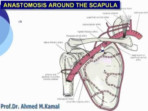 028- Anastomoses around the scapula (Upper Limb) - YouTube