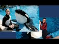 Blackfish Update 2017 Seaworld Attendance Plummets Tilikum Revenge Blackfish Killer Blackfish Update 2017 Seaworld Attendance Plummets Tilikum Revenge Blackfish Killer