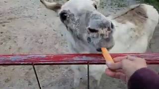 LaPorte Farms LIVE | 1-10-2020