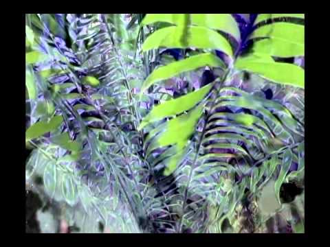 Between The Leaves