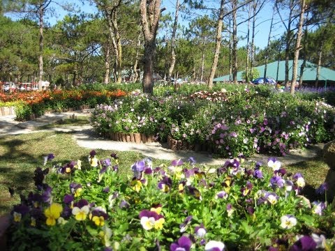 Tour du lịch Đà Lạt 3 ngày 2 đêm siêu tiết kiệm