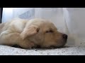 Sleepy Labrador Puppy Moki Loves The A/C - SO CUTE!