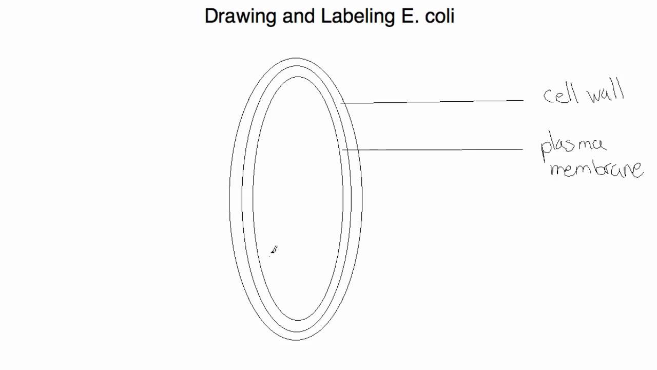 IB Biology 2.2.1 Drawing and Labeling E. coli - YouTube