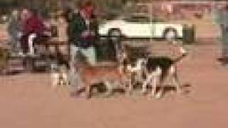 Best Dog Training video