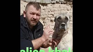 Kangal Tanıtımı 2021