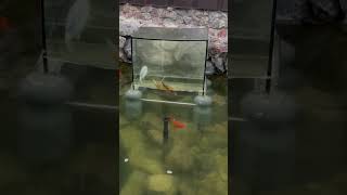 Fish Rises From Under Water / Рыба Поднимается Из Под Воды