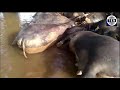 Sangli Flood | Hundreds of dead animals big threat |Krishna River water poisonous