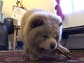 Mochi, the Dancing Chow Chow! * the CUTEST *