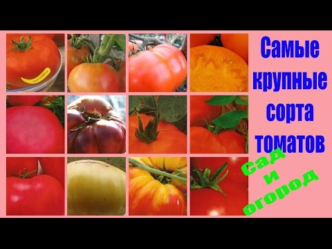 Крупноплодные томаты – сорта и название, фото и описание