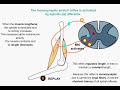 stretch reflex