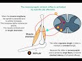 stretch reflex