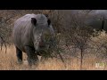 rhinos