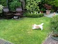 Simons cat chases stupid cowardly Jack Russell dog