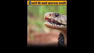 दनय क 3 सबस खतरनक सप क परजतय Deadliest Snake In The World