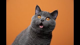 Gerçek Kedi Sesi | Kedi Çağırma Sesi | Kediniz Çıldıracak