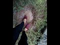 Tom's slippers in the mud.