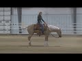 Snip O Lution - Einsteins Revolution - 2011 Stallion - September 2013