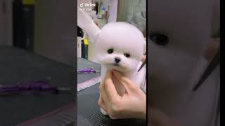 funny video new