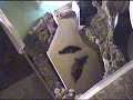 Naissance d'un bébé phoque à Biarritz Video Naissance d'un bébé phoque à Biarritz Video