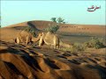 الكوس ميحد حمد