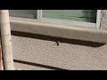 Stoned Guy Films Monster Grasshopper Get Eaten