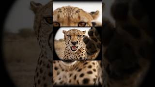 Pov Cheetah Attacks The Camera Intense Wildlife Encounter