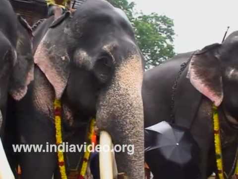Aanyootu big elephant feast Vadakumnathan temple thrissur Kerala...
