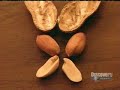 How It's Made: Nuts (Good Quality)