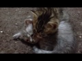 めちゃめちゃ仲の良い赤ちゃん猫　kittens very good relationship