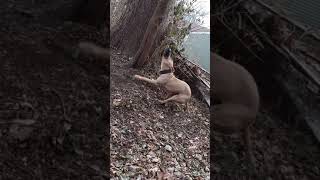Rumble On The More Traditional Spring Pole American Pitbull Terrier